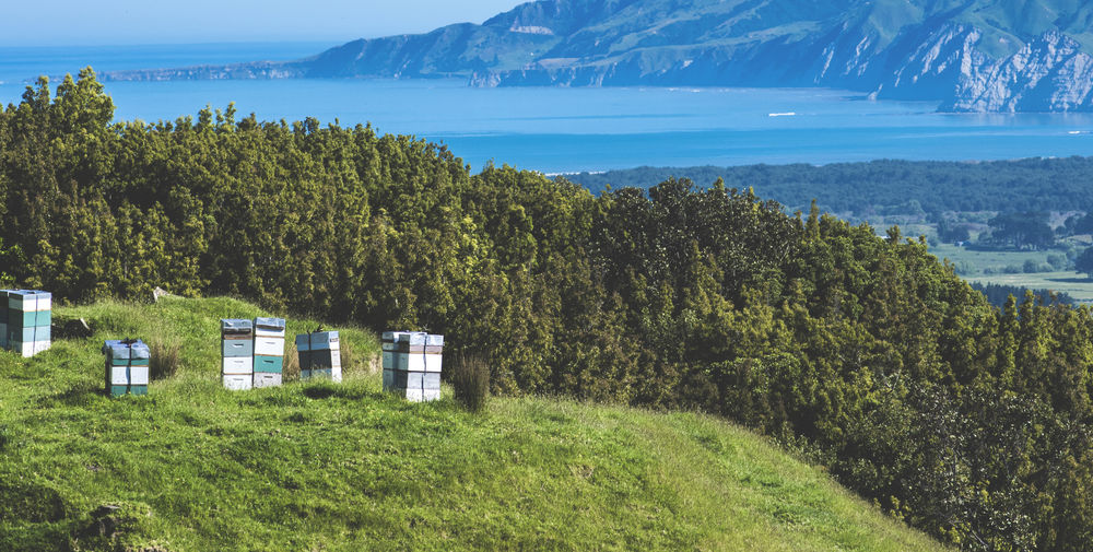 Pauariki honey Mahia